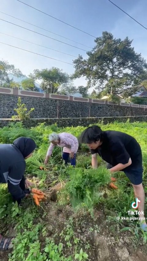 Momen Seru Mahasiswa KKN Beli Wortel Cabut Sendiri di Kebun, Satu Kilogram Cuma Rp5.000<br>