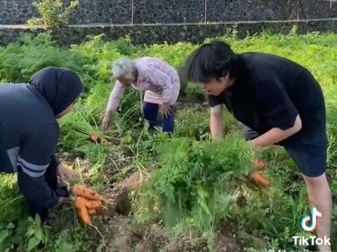 Momen Seru Mahasiswa KKN Beli Wortel Cabut Sendiri di Kebun, Satu Kilogram Cuma Rp5.000