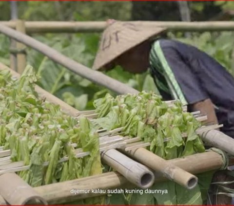 Fakta Unik Tembakau Jember yang Punya Sejarah Panjang, Membawa Dampak Pertumbuhan Ekonomi yang Pesat