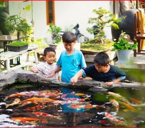 Unik, Rumah Makan di Klaten Ini Tawarkan Sensasi Kulineran di Tengah Kolam Ikan Koi