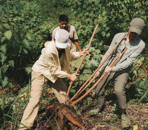 Potret Maudy Ayunda Cabut Singkong di Desa, Bahagia Bisa Rasakan Makanan Langsung Petik dari Kebun