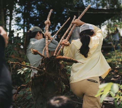 Potret Maudy Ayunda Cabut Singkong di Desa, Bahagia Bisa Rasakan Makanan Langsung Petik dari Kebun