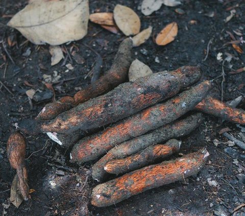 Potret Maudy Ayunda Cabut Singkong di Desa, Bahagia Bisa Rasakan Makanan Langsung Petik dari Kebun