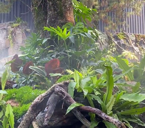 Potret Rainforest Garden Rumah Raffi Ahmad, Sejuk dan Asri Dilengkapi Air Terjun