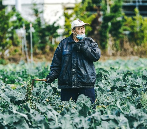 Cara Menanam Kale dari Biji, Dijamin Cepat Panen