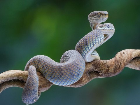 Sejarah Hari Ular Sedunia