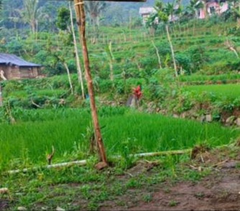 Harga Beras Kembali Naik, Menteri Tito Ingatkan Kepala Daerah Tak Jual Sawah ke Pengembang