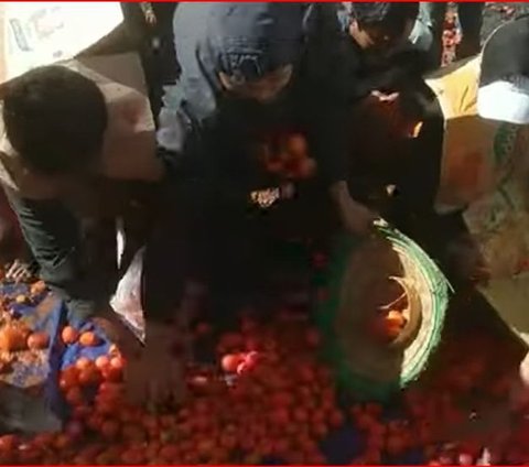 Mengenal Tradisi Perang Tomat di Lereng Gunung Slamet, Wujud Syukur dari Panen Buah Melimpah