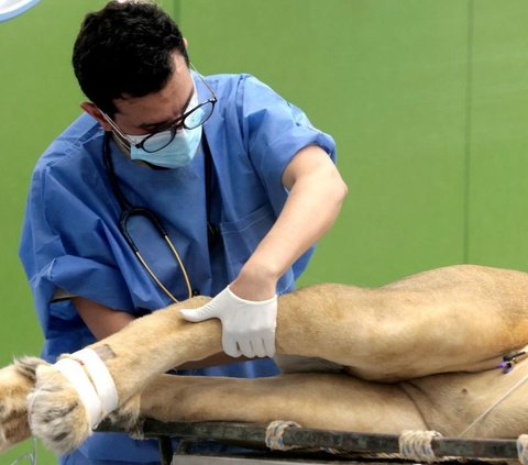 Fasilitas ini dilengkapi dengan teknologi canggih dan ruang observasi yang memungkinkan pengunjung untuk melihat langsung bagaimana tim medis merawat berbagai spesies hewan. Foto: ULISES RUIZ / AFP<br>