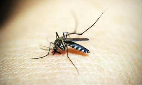 Israel Dilanda Wabah Virus West Nile, 440 Tertular dan 32 Orang Meninggal