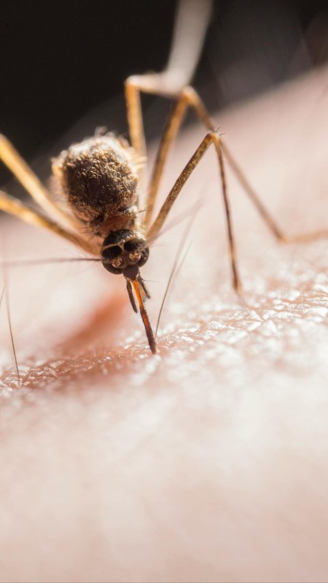 Israel Dilanda Wabah Virus West Nile, 440 Orang Tertular dan 32 Orang Meninggal