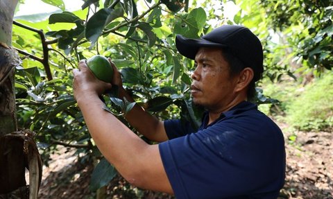 FOTO: Menengok Desa Kelawi, Surga Tersembunyi di Lampung Selatan Miliki Inovasi Agrowisata hingga Meraih Penghargaan