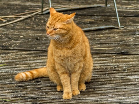 Manfaat Minyak Ikan untuk Kucing