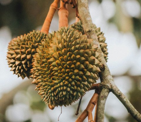 Outrageous Poisoning Cases After Consuming Durian and Coffee, Turns Out They Should Not Be Consumed Together