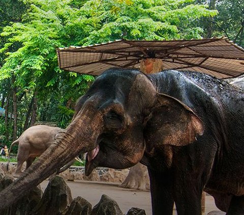 Kebun Binatang Pertama Indonesia ada di Jakarta, Dulu Dilengkapi Bioskop sampai Kolam Renang