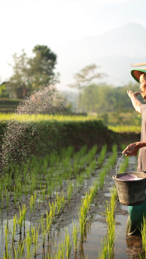 Pemerintah Ingin Ubah Skema Penyaluran Pupuk Subsidi, Bentuknya Bantuan Langsung ke Petani