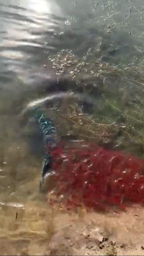 Fishing Enthusiast Releases Catch After Seeing This Fish's Offspring, Netizens Applaud!