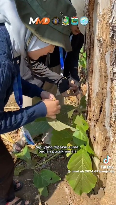 Momen Perjuangan Anak KKN Ikut Buat Ecoprint Bersama Warga Desa, Hasilnya Curi Perhatian