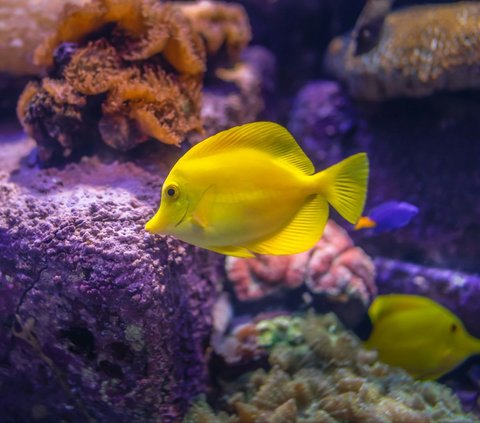 30 Funny Words about Unique and Entertaining Fish, Making Life Atmosphere with Laughter