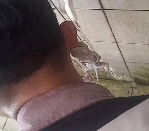 Really Bad! Want to Take Wudhu Water, This Student's Ear Leaf Instead Becomes a Tokay Swing, Bitten Until It's Hard to Release