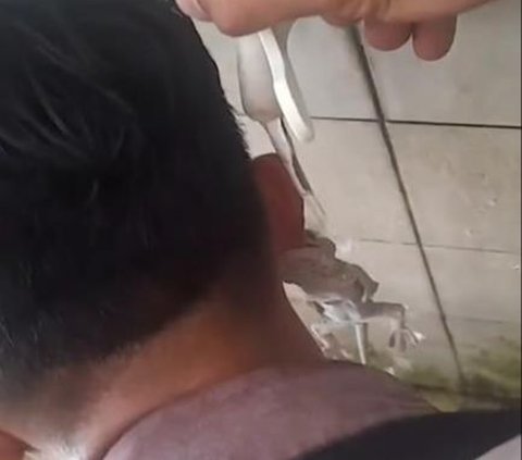 Really Bad! Want to Take Wudhu Water, This Student's Ear Leaf Instead Becomes a Tokay Swing, Bitten Until It's Hard to Release