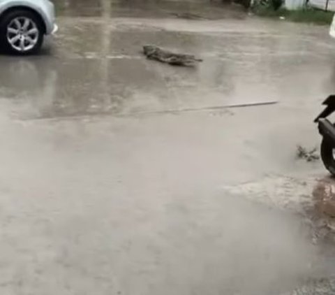 Crocodile Workshop Arrival That Takes Shelter During Rain, Owner Panic and Run in Fear