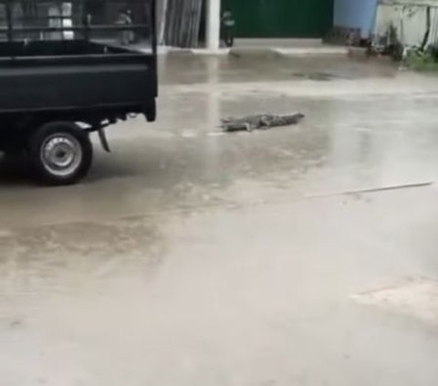 Crocodile Workshop Arrival That Takes Shelter During Rain, Owner Panic and Run in Fear