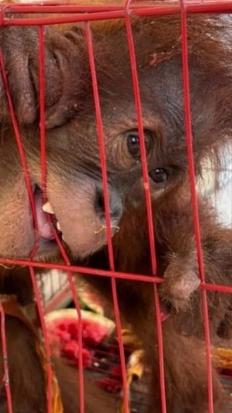 Kasihan, Orang Utan di Aceh Disembunyikan dalam Tas untuk Dijual