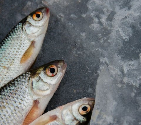 Lebih Sehat Mana antara Ikan Air Tawar atau Ikan Air Laut untuk MPASI?