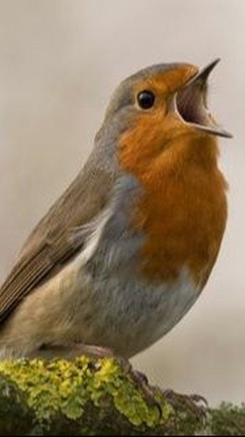 4. Burung Robin Amerika<br>
