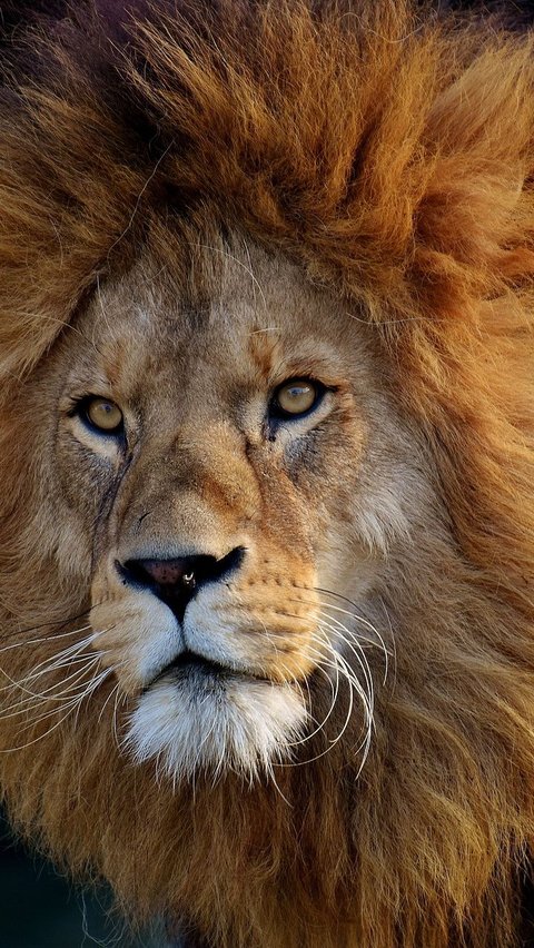 Serangan Singa Paling Mematikan di Kenya<br>