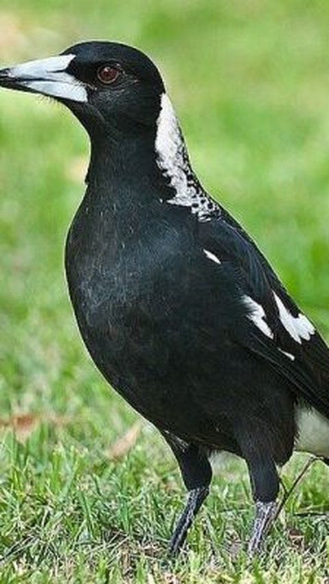 7. Burung Murai Australia<br>