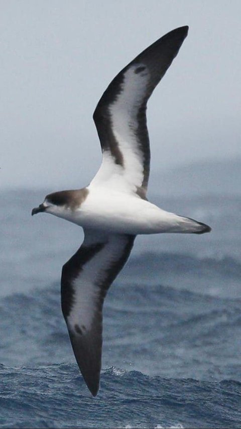 Burung petrel bermuda (Sumber www.antweb.org / CC BY 4.0).