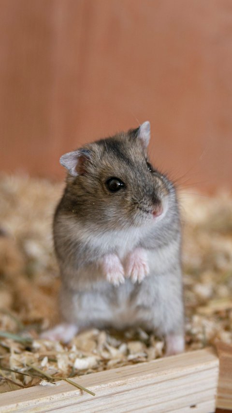3. Hamster<br>