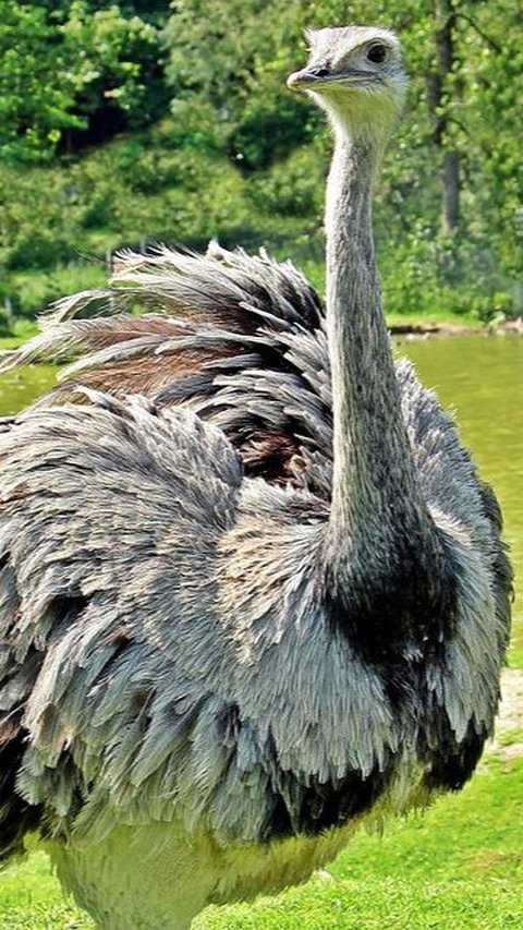 Potret Burung Unta (Sumber: Pixabay)