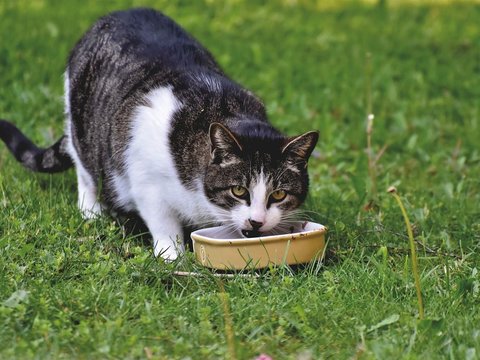 Manfaat Kuning Telur untuk Kucing