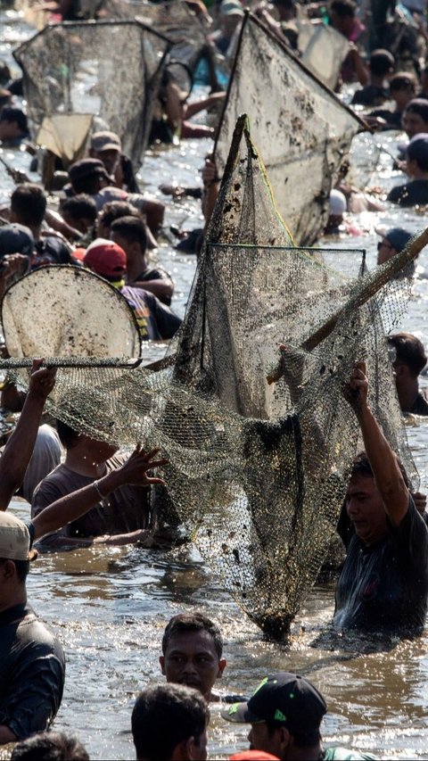 Ikan-ikan ini menjadi rebutan warga. Mereka berlomba-lomba untuk menangkapnya. Foto: DEVI RAHMAN / AFP<br>