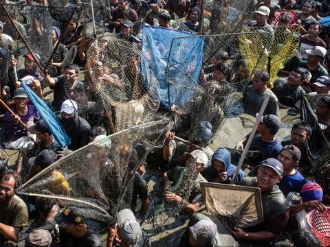 FOTO: Desak-Desakan Nyebur ke Air, Ribuan Warga Klaten Rebutan Serok 2 Ton Ikan di Waduk Gumblegan