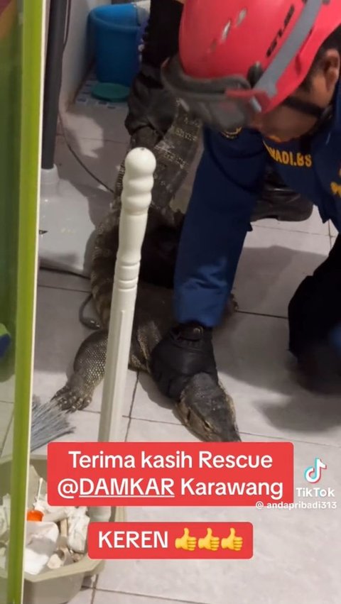 Mereka pun langsung bekerja sama memegangi bagian kepala biawak agar tidak membahayakan.