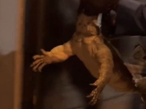 Bikin Deg-Degan, Momen Petugas Damkar Karawang Evakuasi Biawak Besar di Plafon Rumah Warga Ini Viral