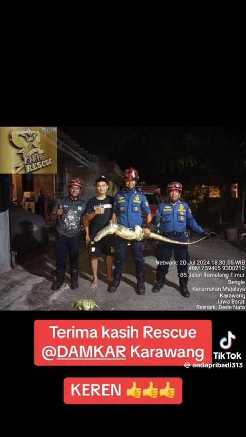 Bikin Deg-Degan, Momen Petugas Damkar Karawang Evakuasi Biawak Besar di Plafon Rumah Warga Ini Viral