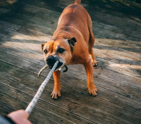 Prayer when Meeting a Ferocious Dog and Tips to Stay Safe