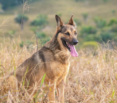 Prayer when Meeting a Ferocious Dog and Tips to Stay Safe