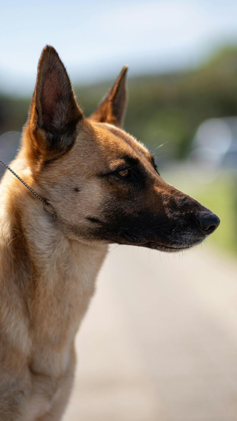 Prayer when Meeting a Ferocious Dog and Tips to Stay Safe