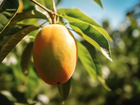 Manfaat Buah Mangga bagi Tubuh