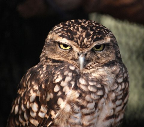 Nearly Half a Million 'Cute' Owls in the US will be Killed, Here's the Reason