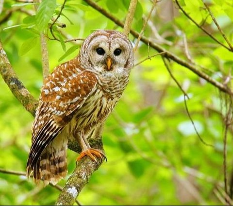 Nearly Half a Million 'Cute' Owls in the US will be Killed, Here's the Reason