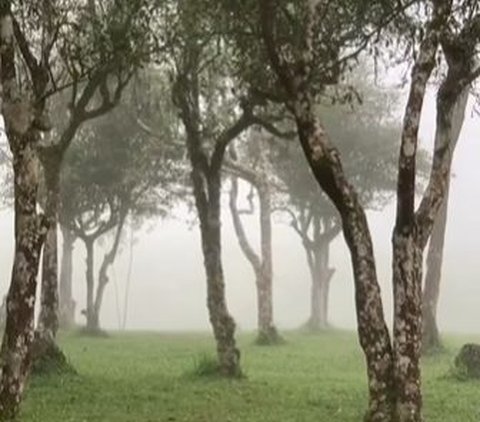 Sensasi Berkunjung ke Kebun Teh Jangkung di Malabar, Suasananya Bikin Betah