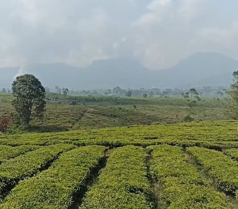 Sensasi Berkunjung ke Kebun Teh Jangkung di Malabar, Suasananya Bikin Betah