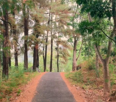 Indahnya Bukan Main, Desa Kaduela Kuningan Punya Terasering Cantik Mirip di Ubud